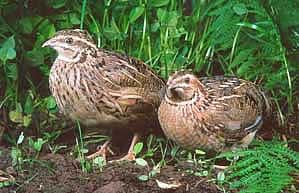 Pair of Coturnix Quail