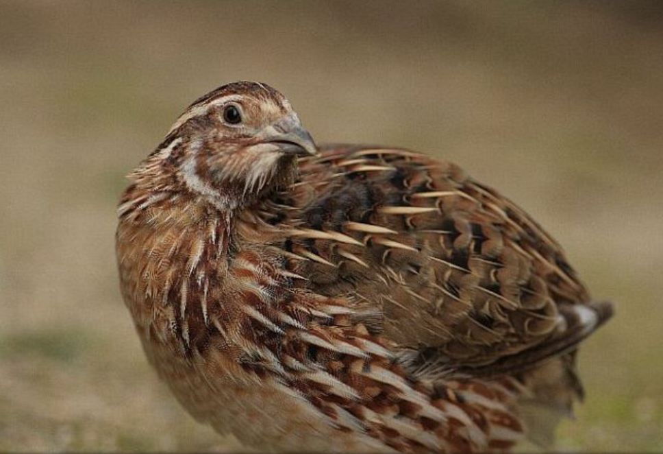 Jumbo Brown Coturnix Quail